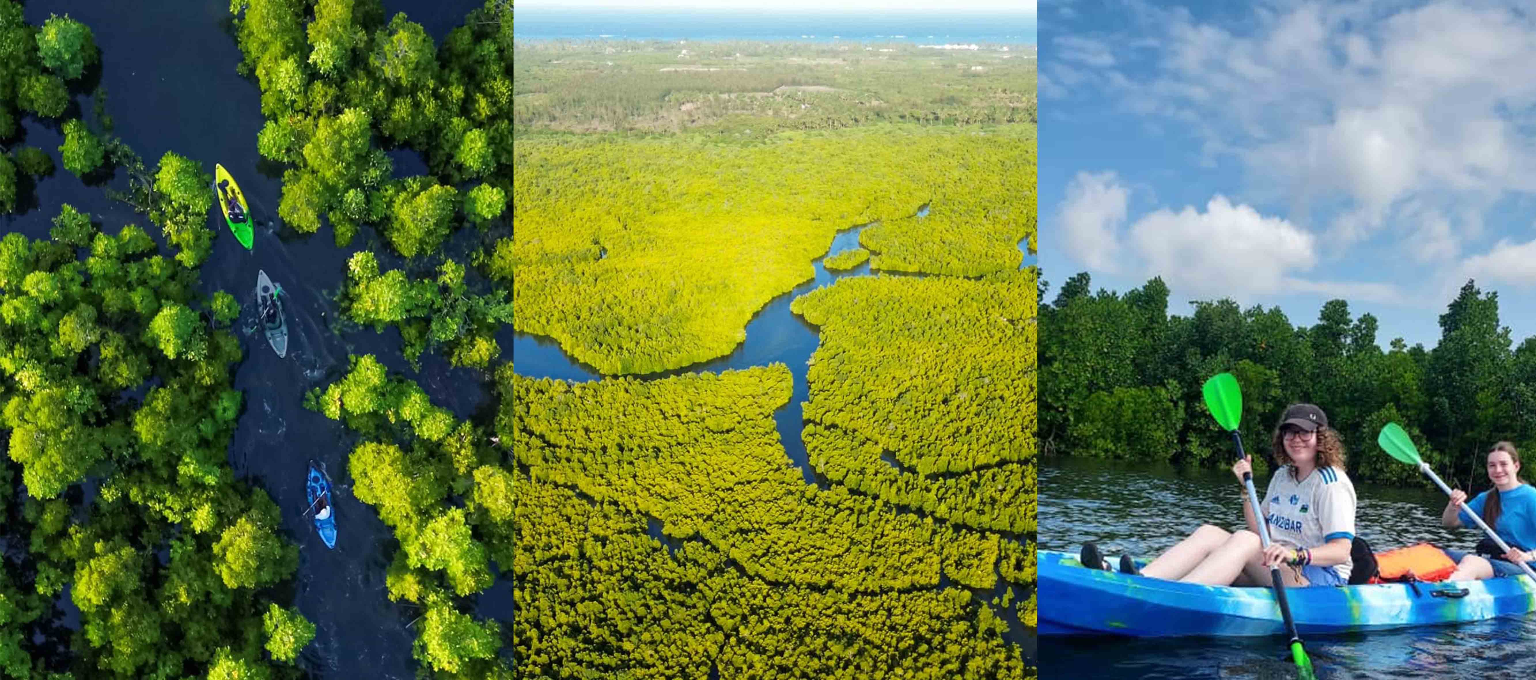 Bwejuu Mangrove tunnel Tour